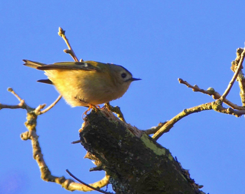 Goudhaantje - Vogels - Goudhaantje