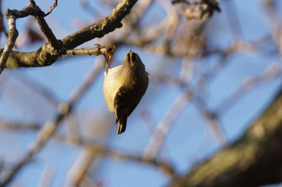 Goudhaantje op zijn kop - Vogels - Goudhaantje