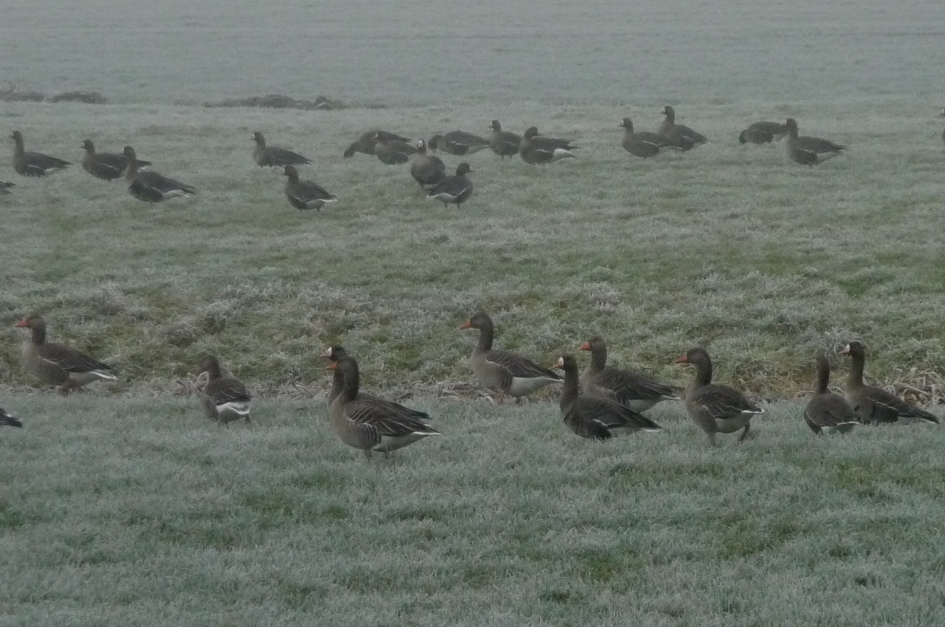 Grauwe ganzen en kolganzen - Vogels - 