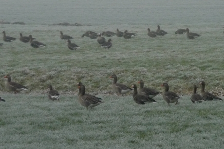 Grauwe ganzen en kolganzen
