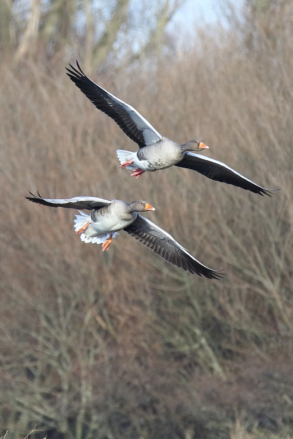 grauwe ganzen - Vogels - 