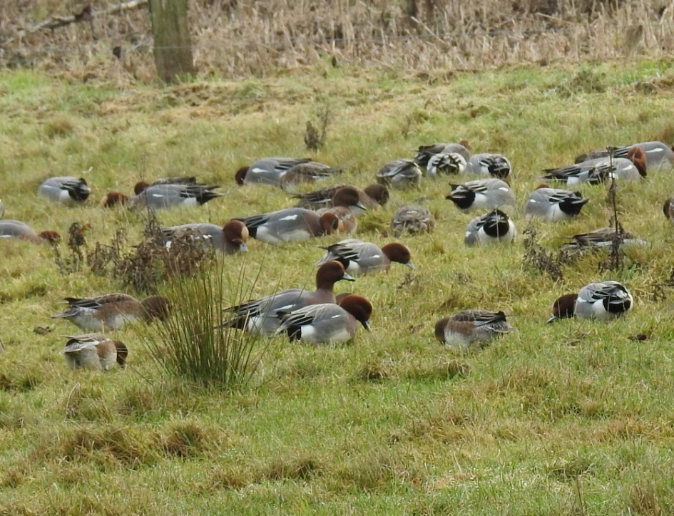 Grazende smienten - Vogels - Smient