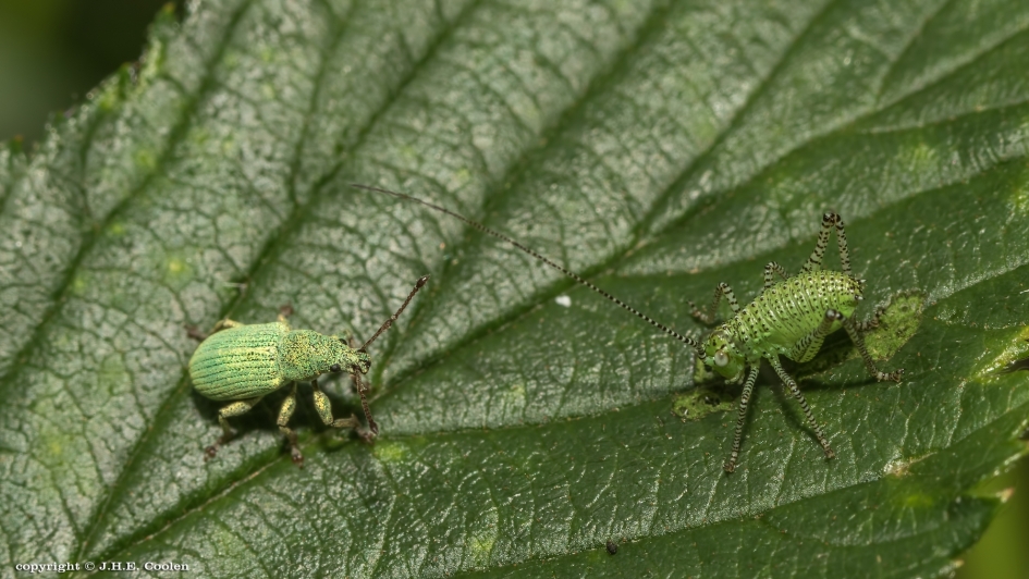 Groen ontmoet groen - Geleedpotigen - 