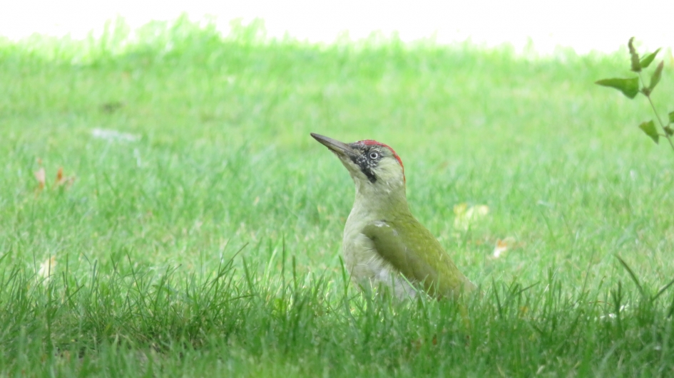 Groene specht in de tuin - Vogels - Groene Specht