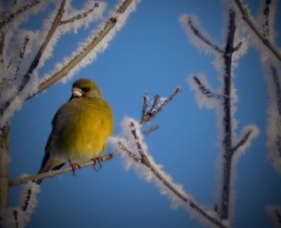 Groenling - Vogels - groenling