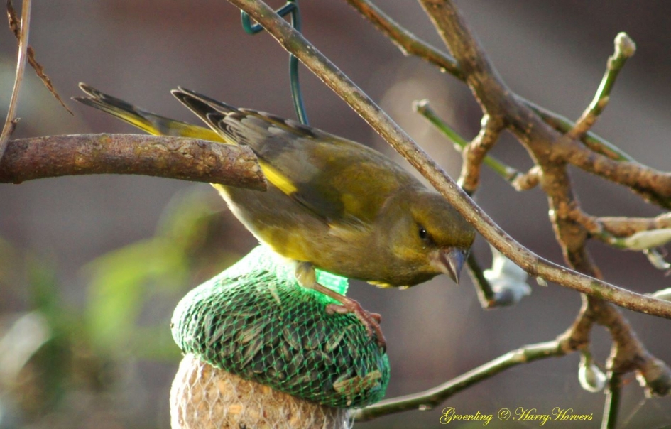 Groenling - Vogels - 