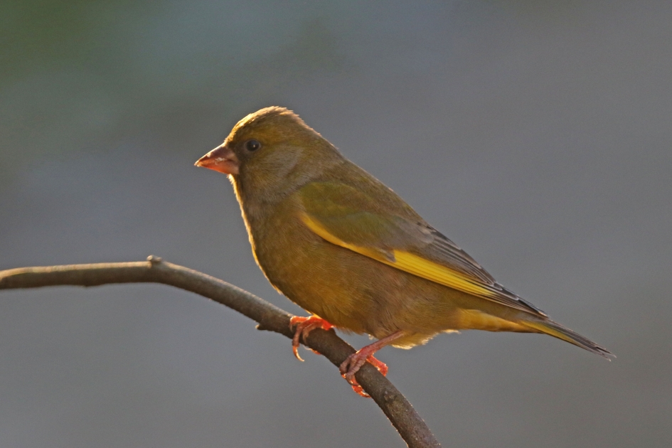 Groenling - Vogels - 