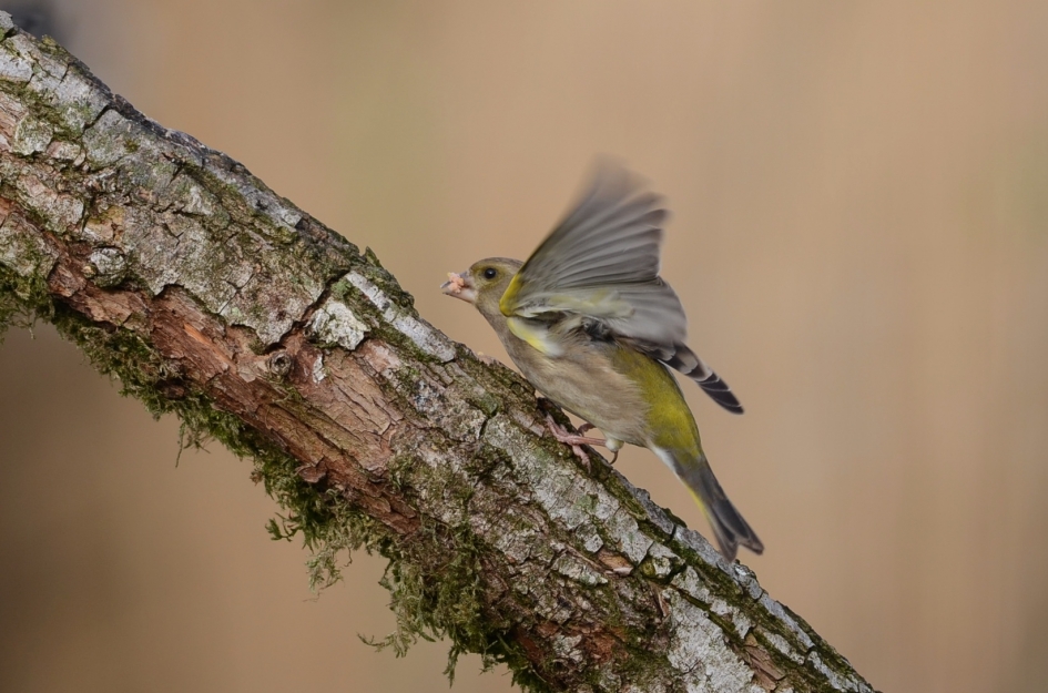 Groenling - Vogels - Groenling