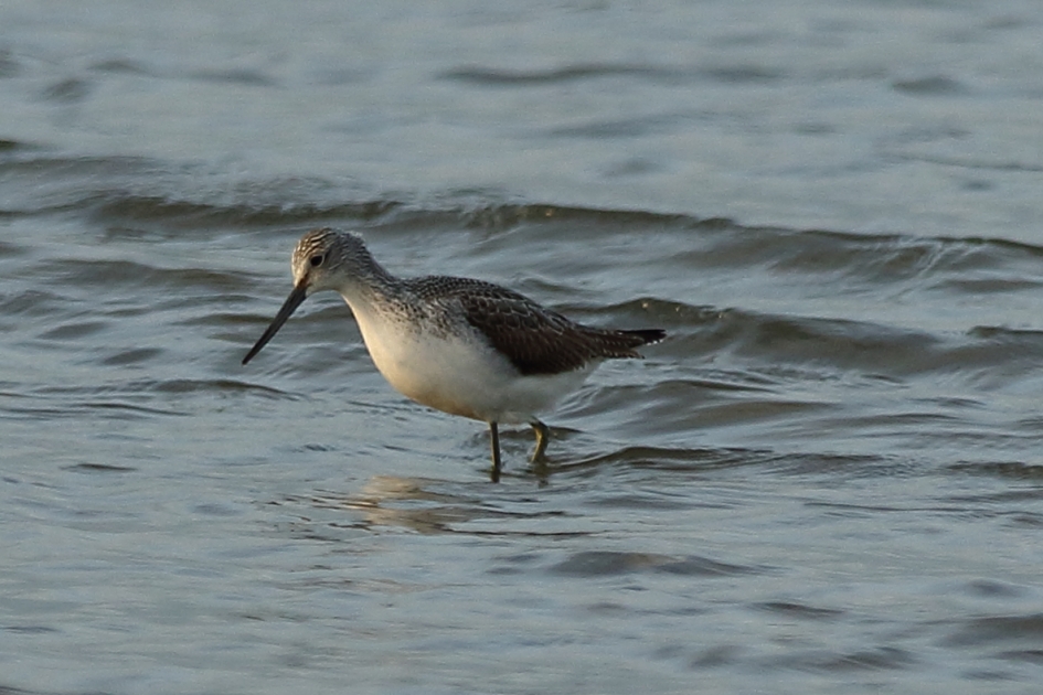 groenpootruiter - Vogels - 