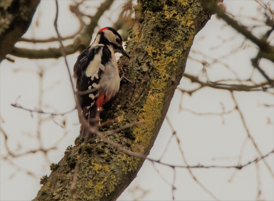 Grote bonte specht 2 - Vogels - Grote bonte specht