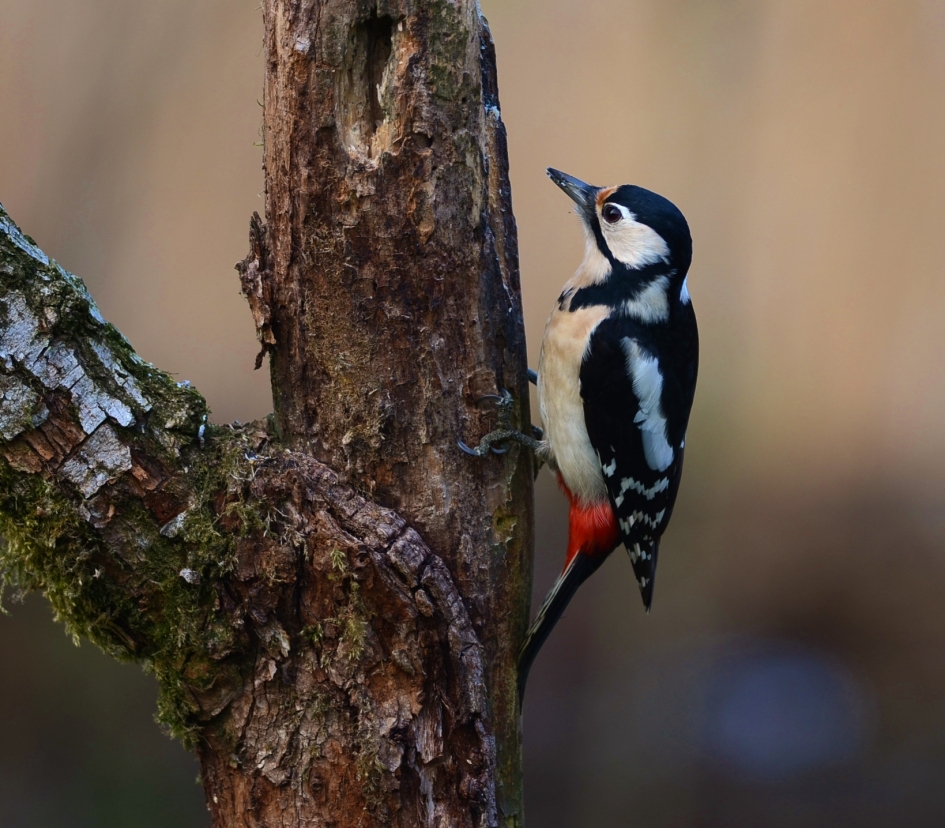Grote bonte Specht - Vogels - Grote bonte specht