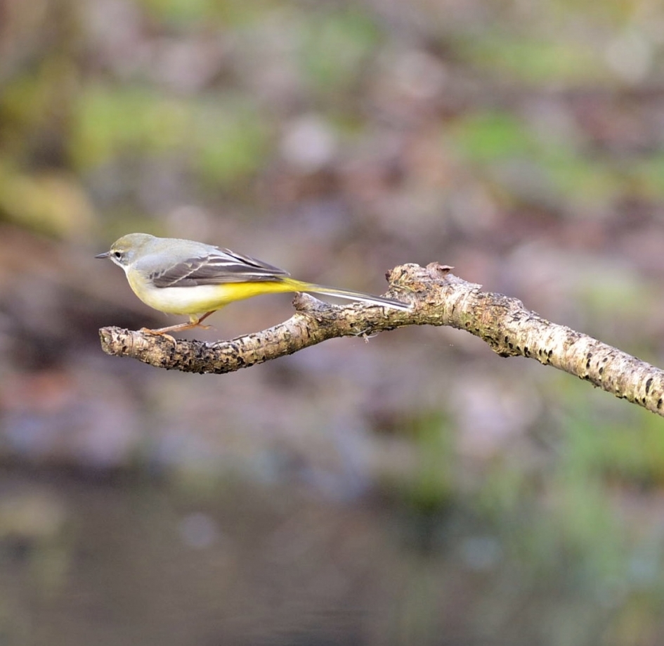 Grote Gele Kwikstaart - Vogels - Grote gele kwikstaart