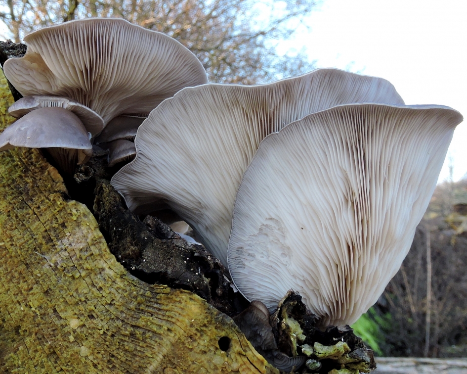 Grote jongens - Schimmels - Gewone oesterzwam