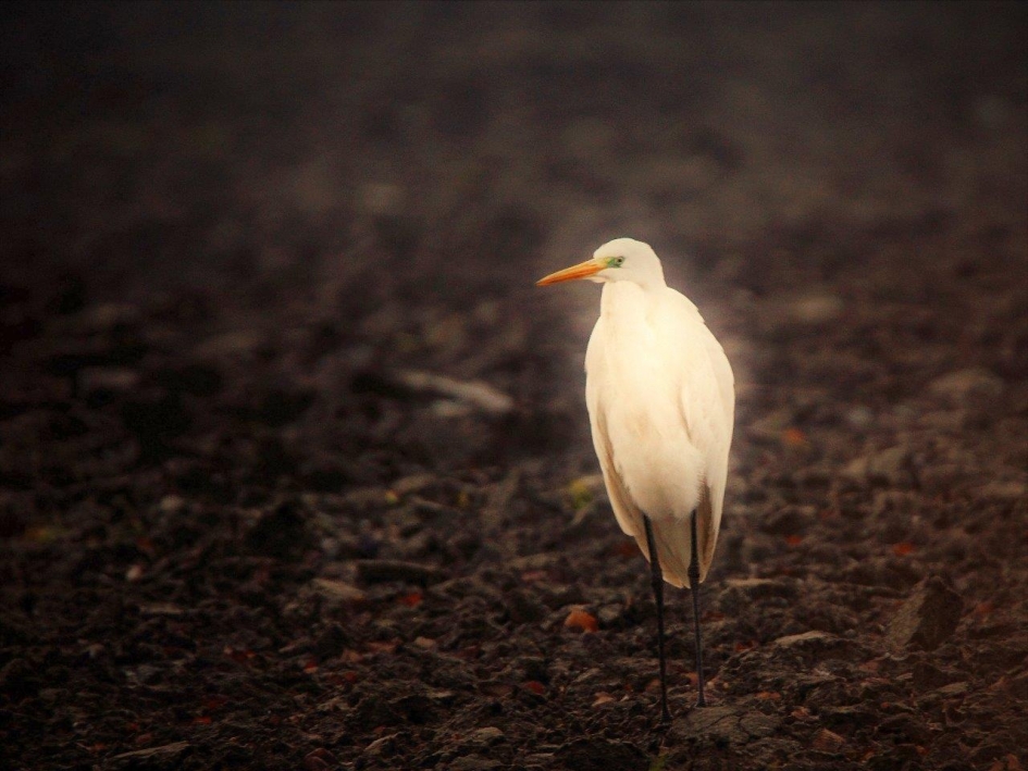 Grote zilver 2 - Vogels - Grote zilverreiger