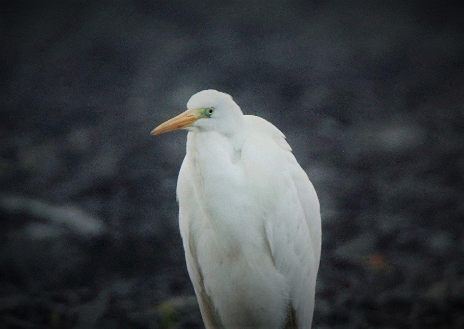 Grote zilver - Vogels - Zilverreiger