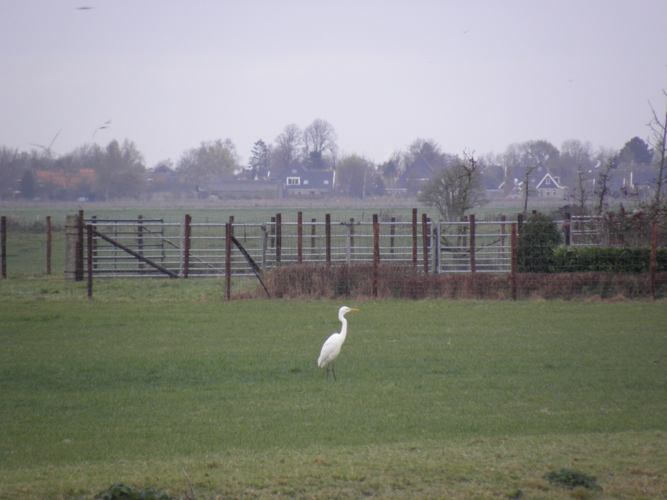 Grote zilverreiger - Vogels - Grote zilverreiger