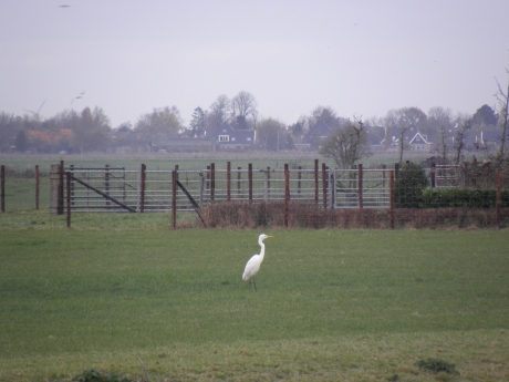 Grote zilverreiger