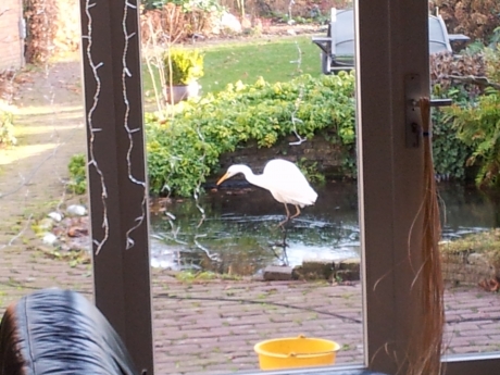 grote zilverreiger op bezoek!