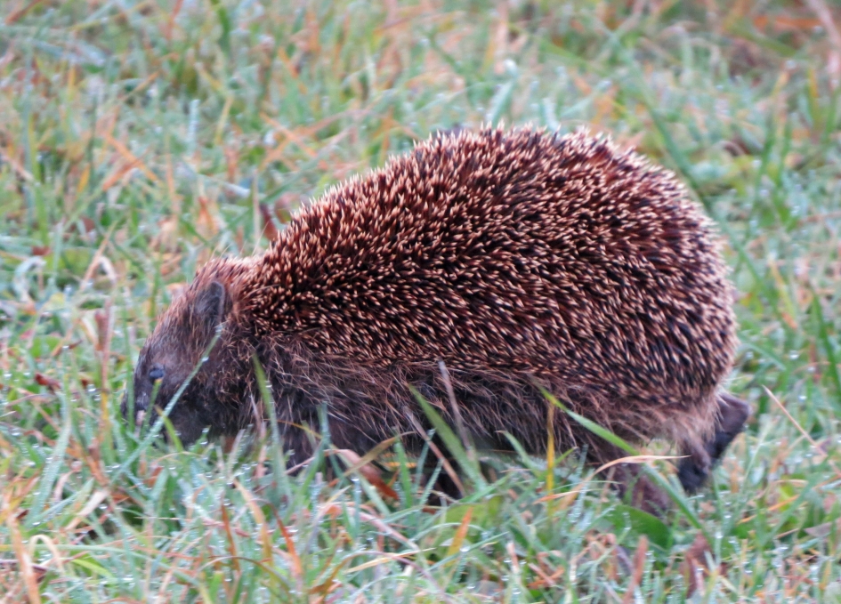 Haast.. - Zoogdieren - 