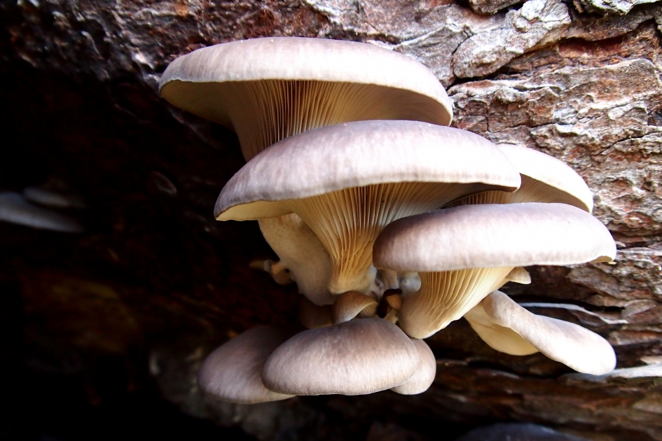 Half verstopt - Schimmels - Oesterzwam