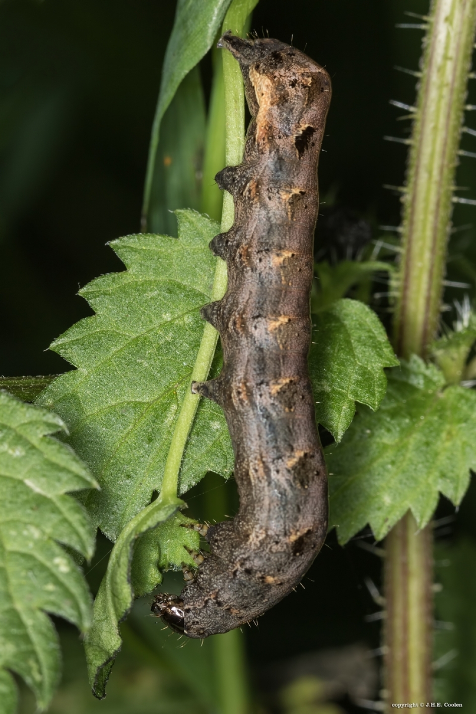 Hangende eter - Geleedpotigen - Rups