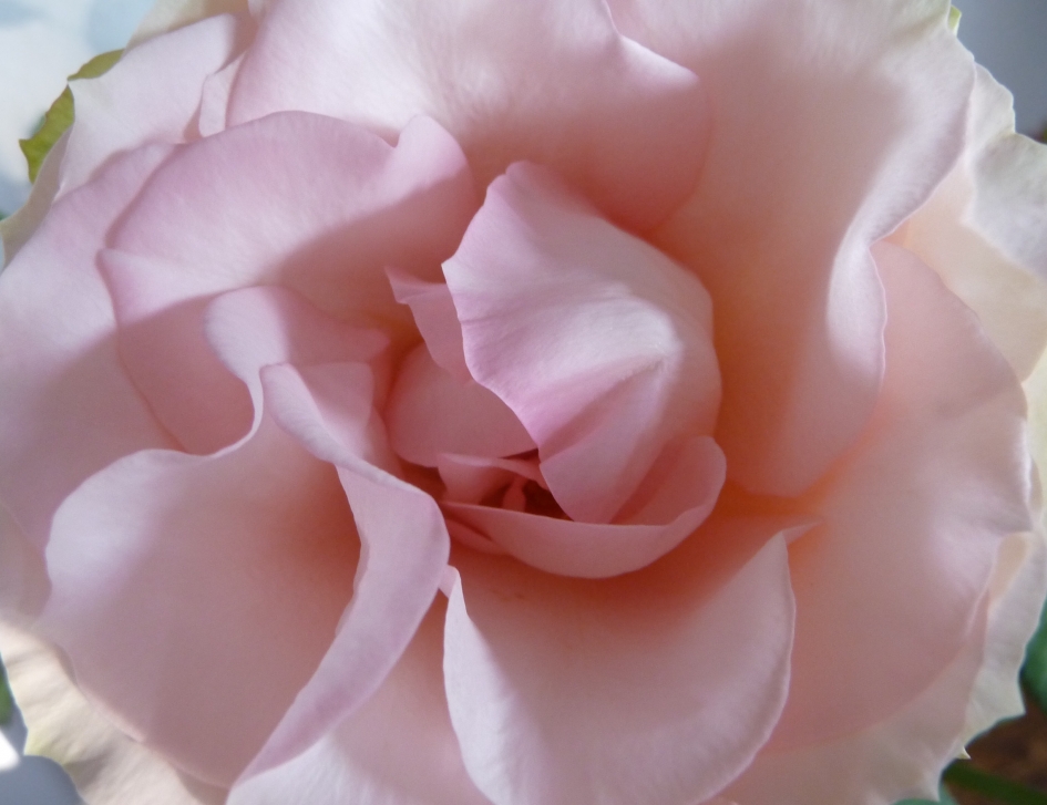 Hart van een roos - Planten - 