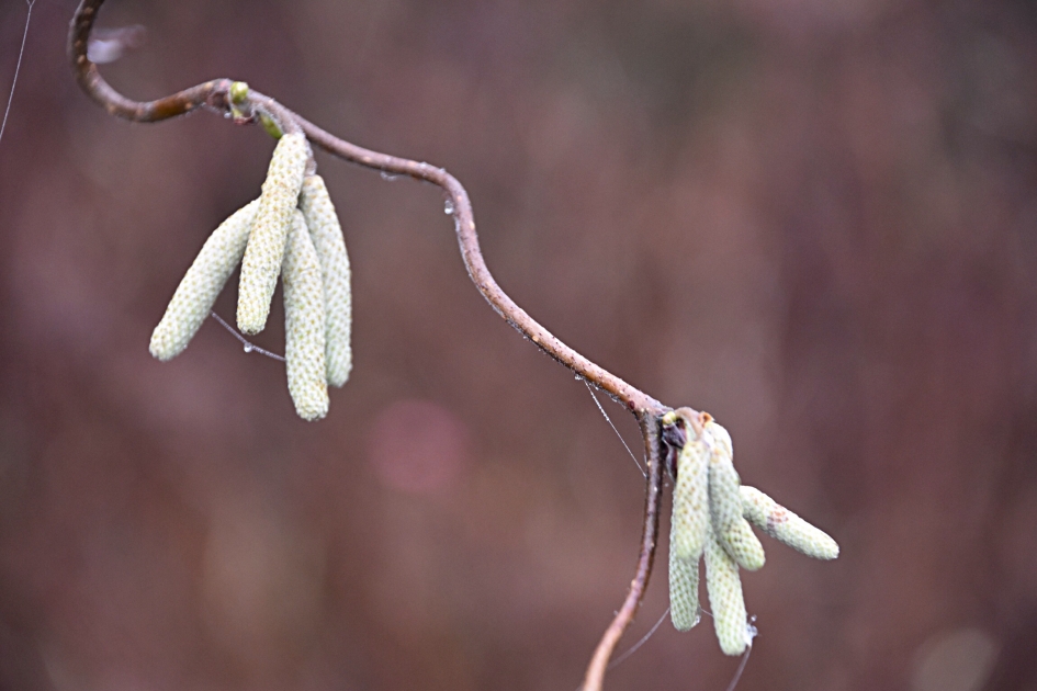 Hazelaar.. - Planten - 