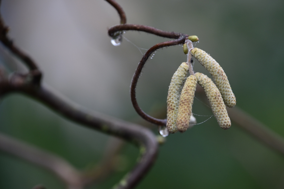 Hazelaar - Planten - 