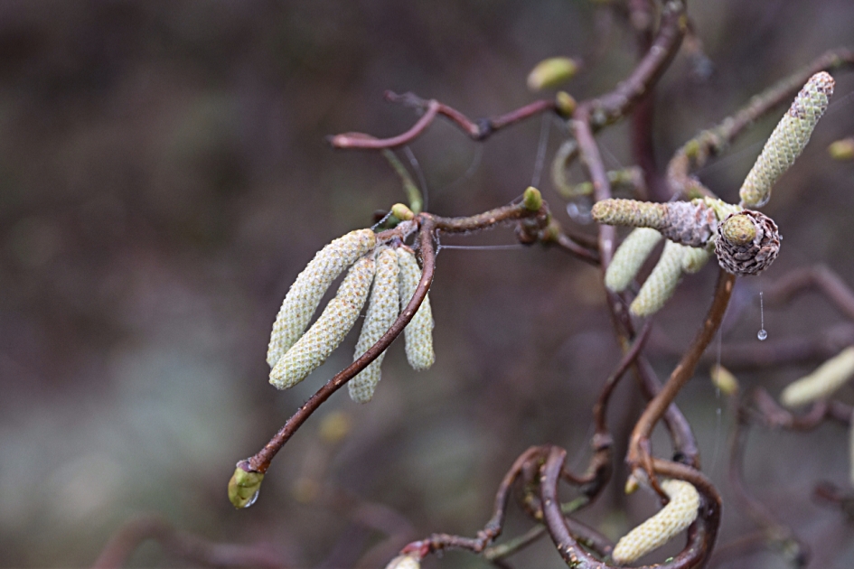Hazelaar - Planten - 