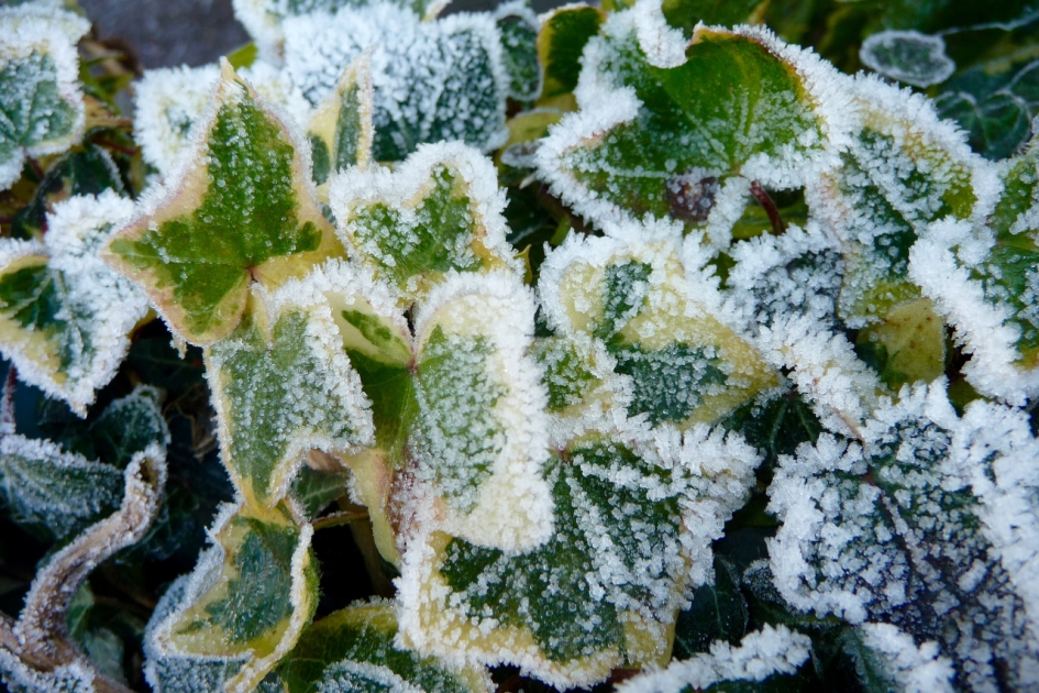 Hedera met rijp - Planten - 