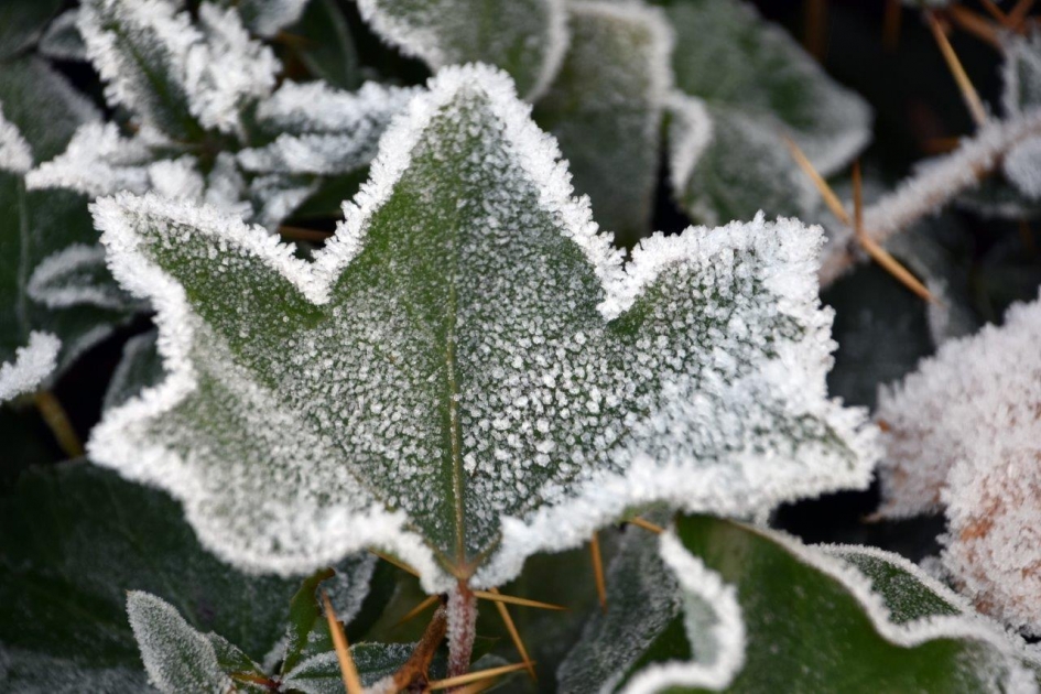 Hedera met rijp - Planten - 