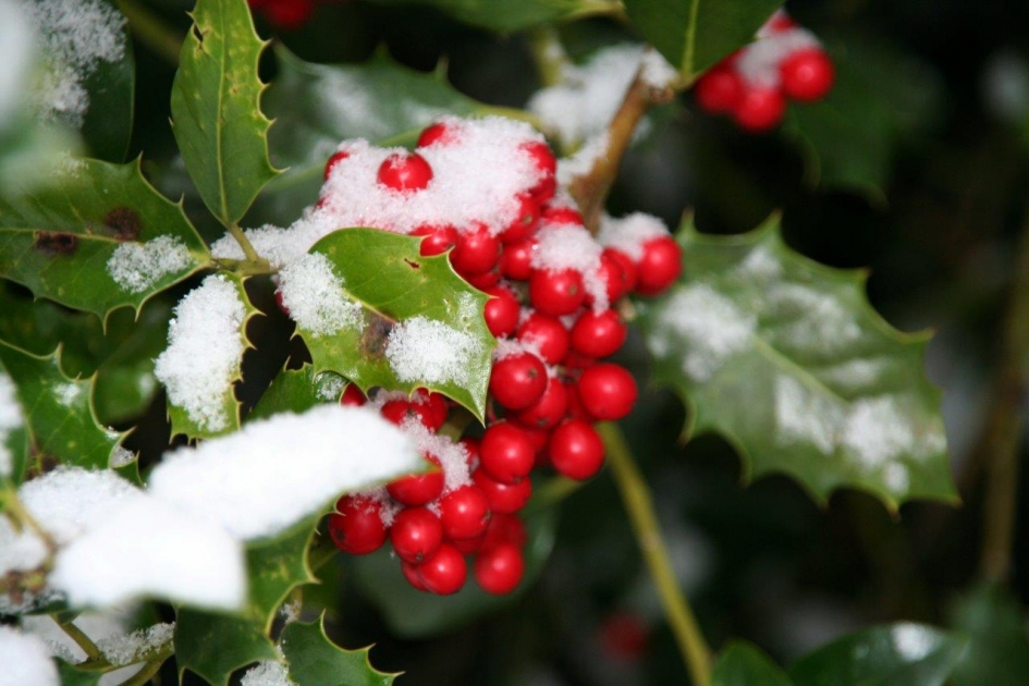 Helaas geen sneeuw op de hulst dit jaar! - Planten - 