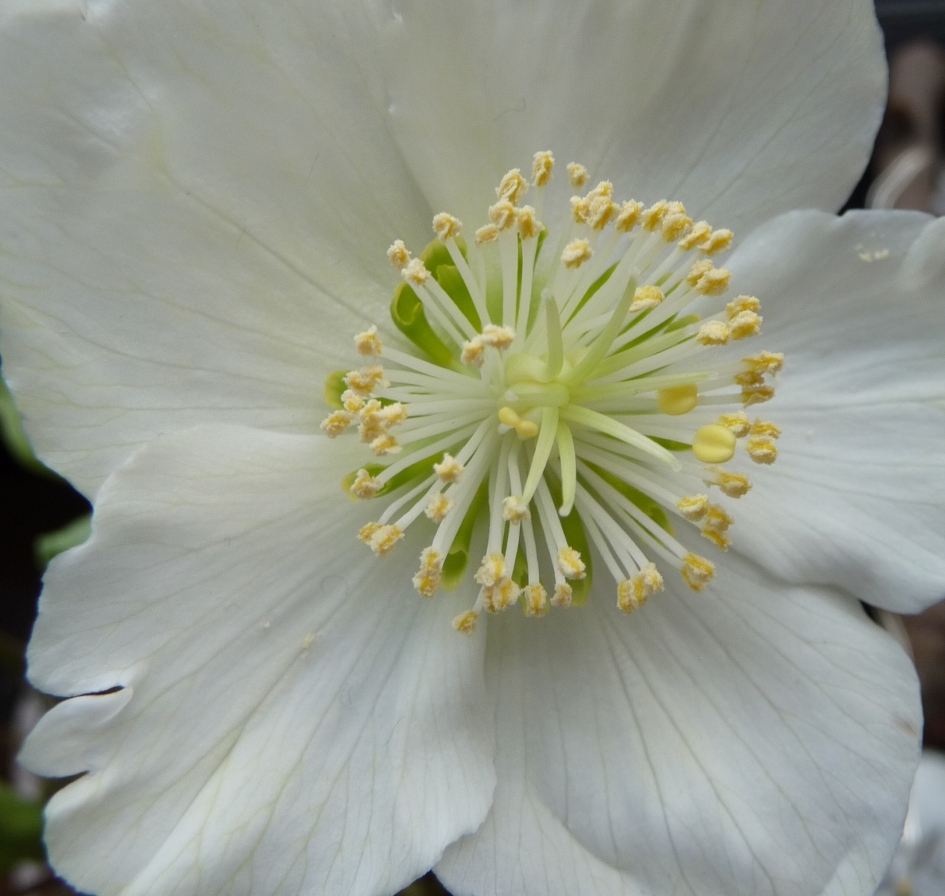 Kerstroos - Planten - 