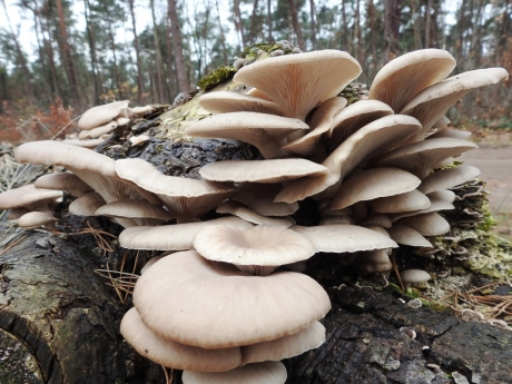 Herfst in het bos3