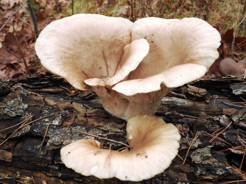 Herfst in het bos - Schimmels - Knotsvoettrechterzwam