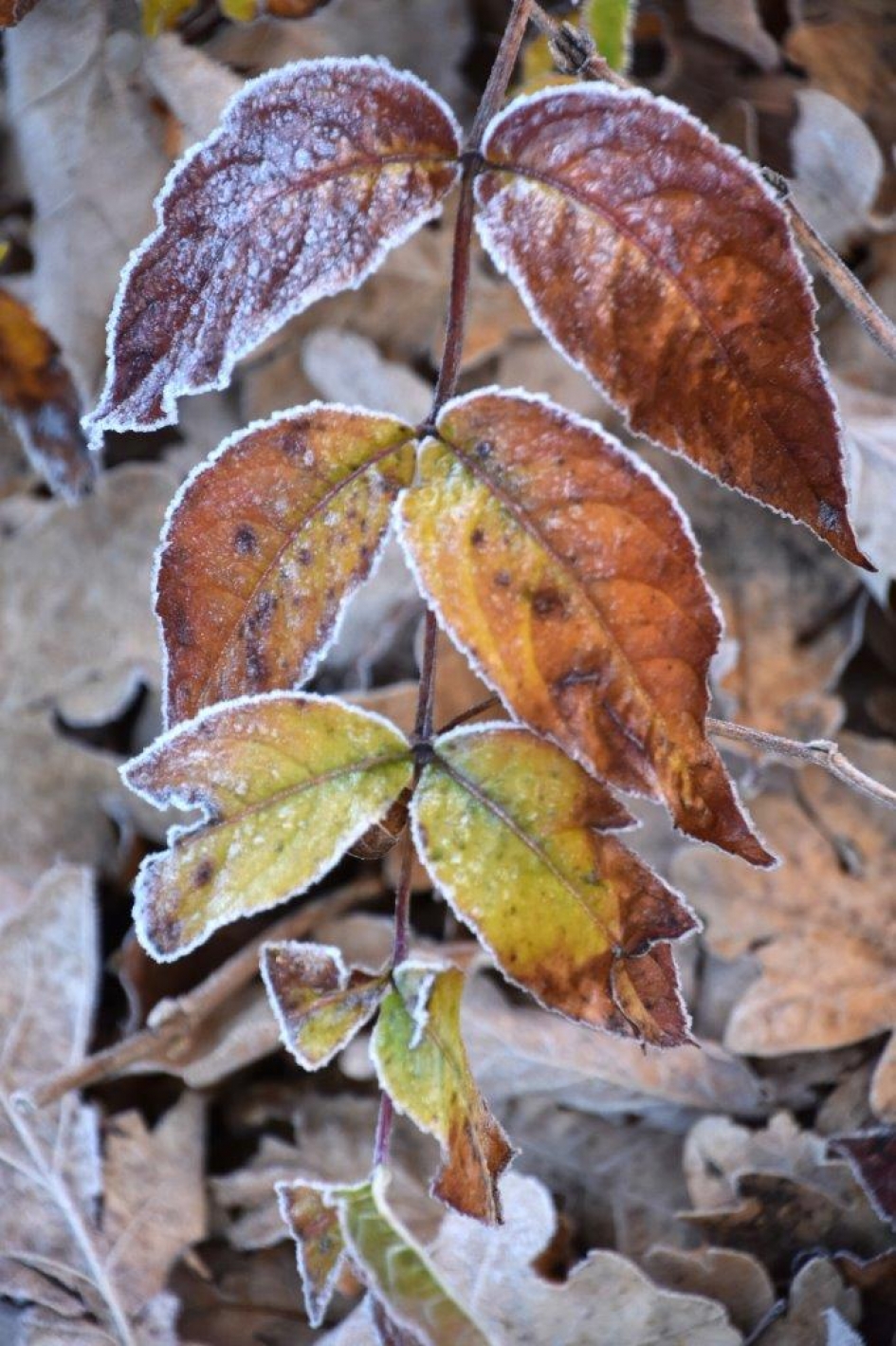 Herfstblad in de rijp - Planten - 