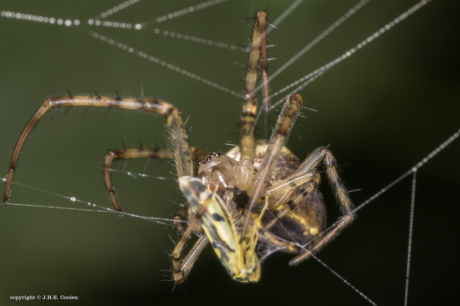 Het einde van... - Geleedpotigen - 