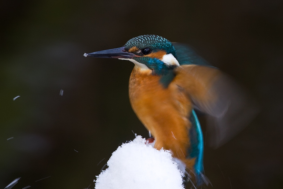Het wintert ..... - Vogels - IJsvogel