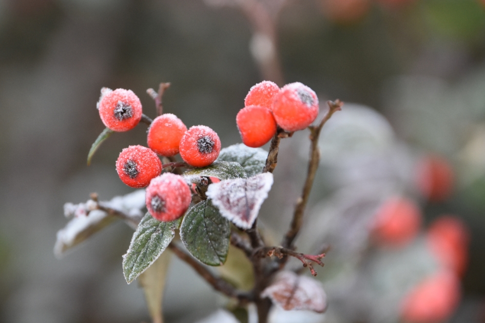 Het zonnetje kwam .. - Planten - 