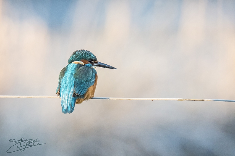 IJskoude ijsvogel - Vogels - IJsvogel