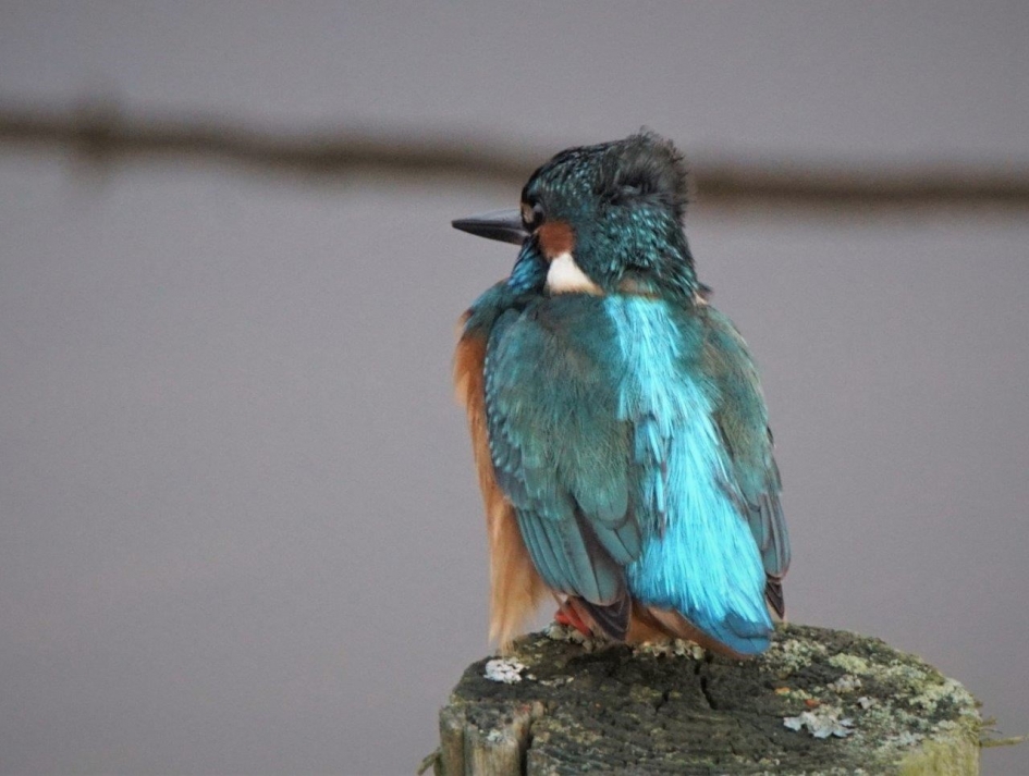Ijsvogel - Vogels - Ijsvogel