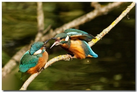 Ijsvogel bij de doorbraak in twente
