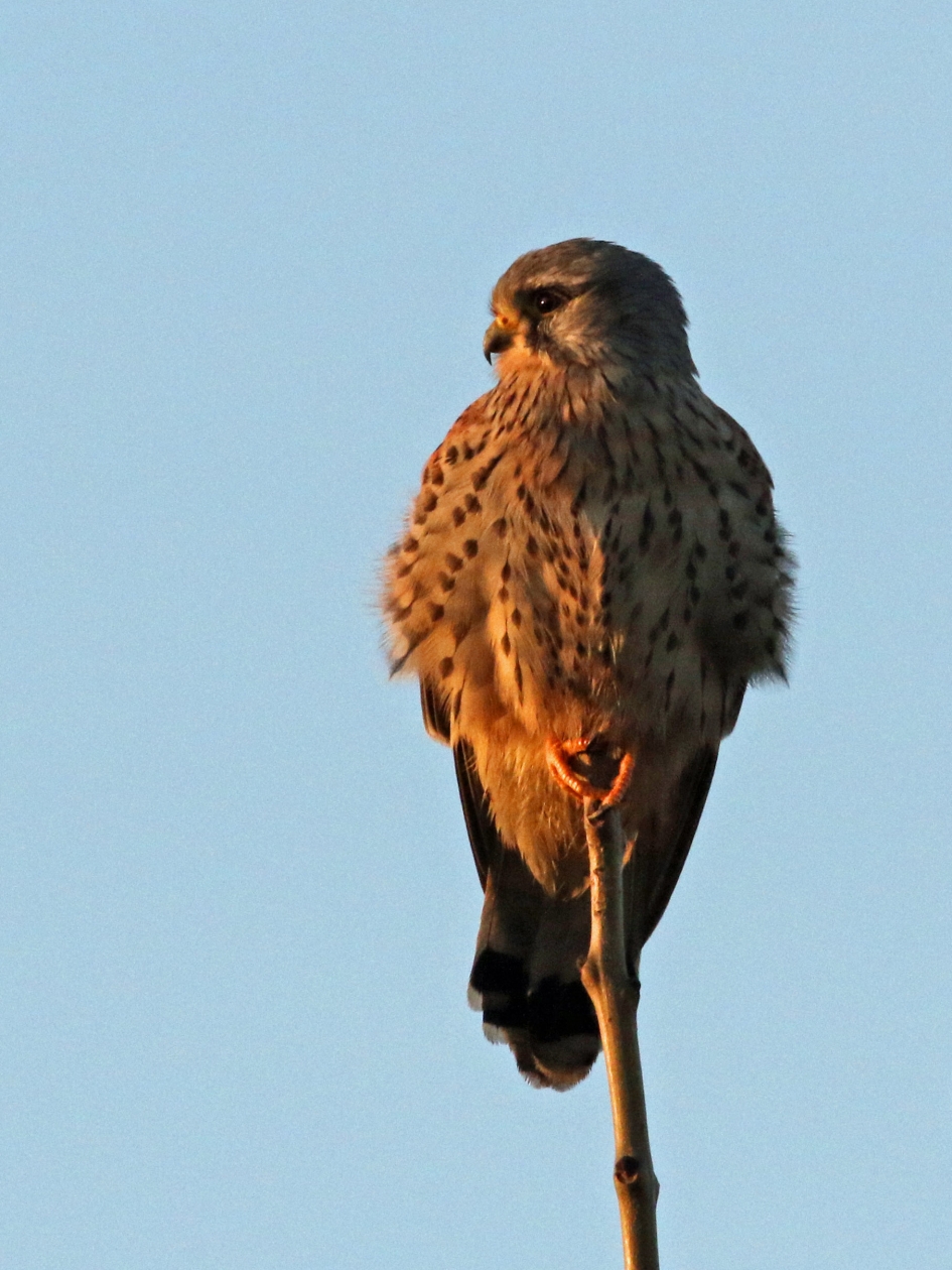 In de late middagzon - Vogels - Torenvalk