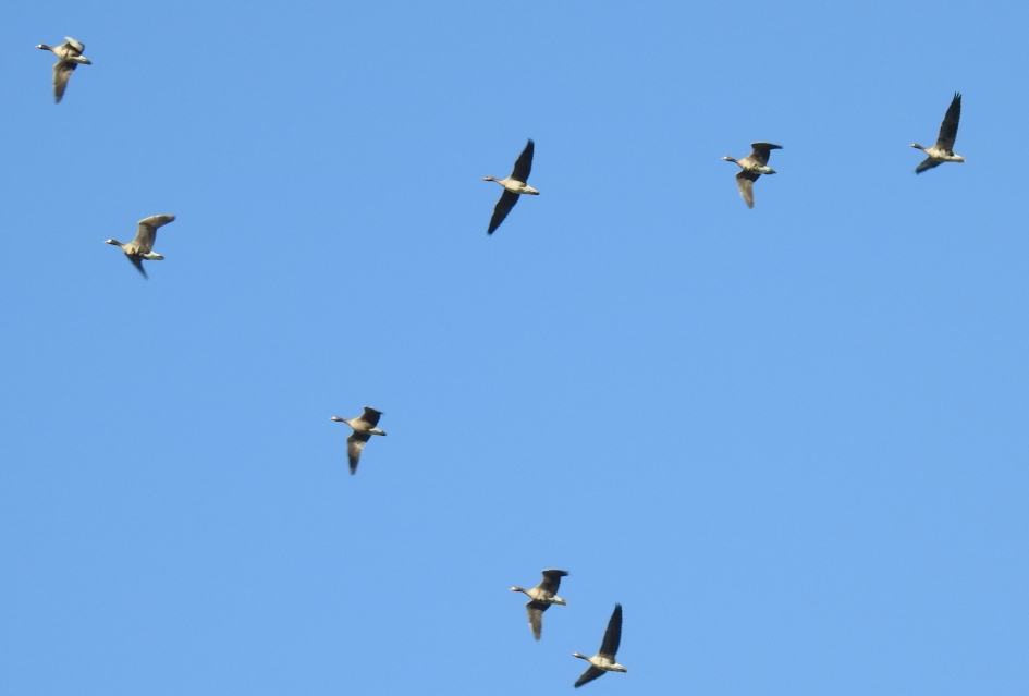 In V-formatie - Vogels - Grauwe gans