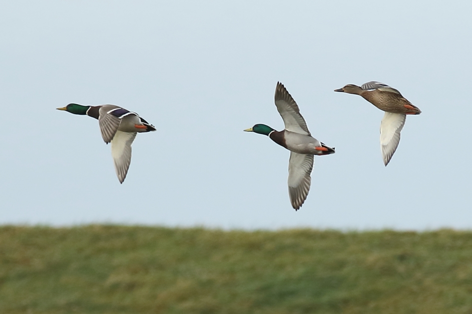 Inhaalmanoeuvre - Vogels - 