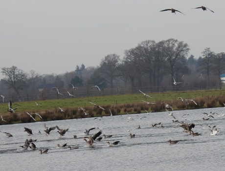 Invallende ganzen en meeuwen.