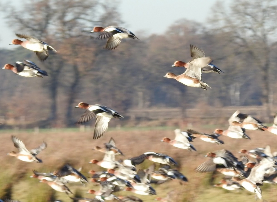 Invallende smienten - Vogels - Smient
