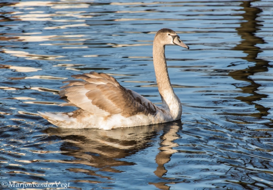 Jonkie - Vogels - Zwanen