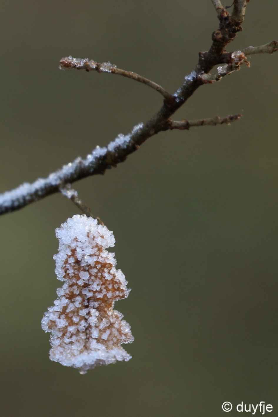 kabouter - Planten - 