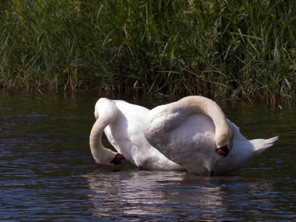 kan ik ook... - Vogels - 